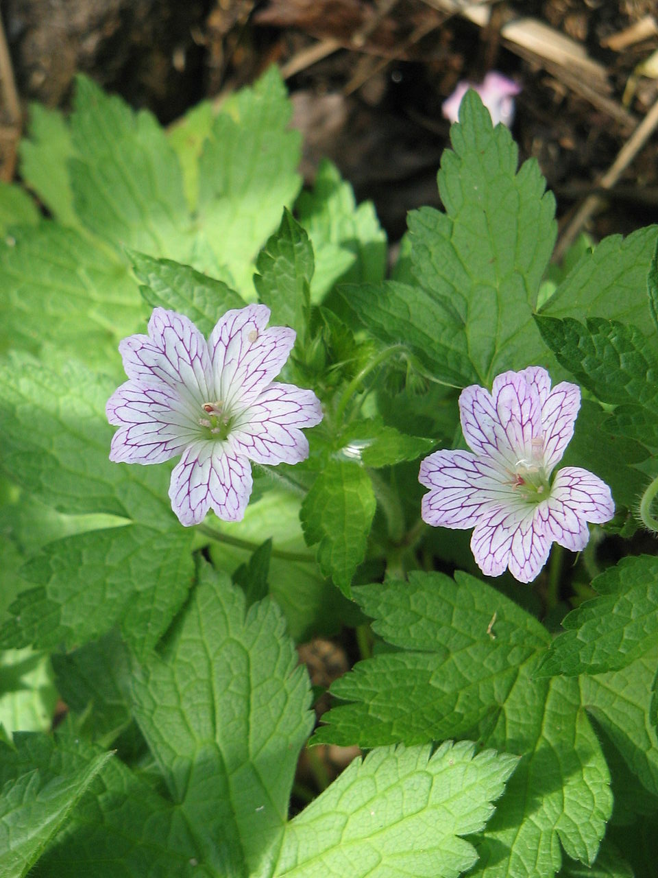 Geranium versicolor